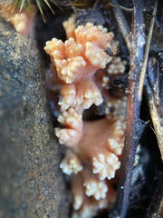 Ramaria capitata ochraceosalmonicolor