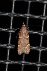 Aglossa electalis