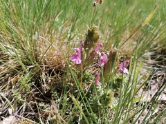 Pedicularis sylvatica sylvatica