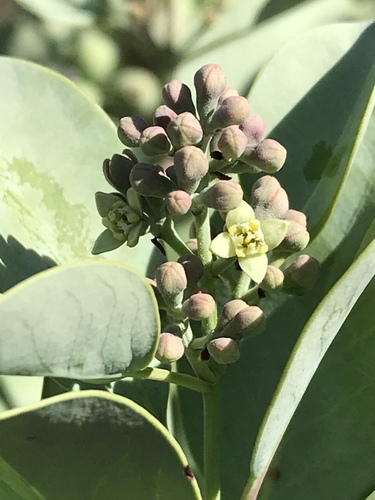 Santalum ellipticum Gaudich.