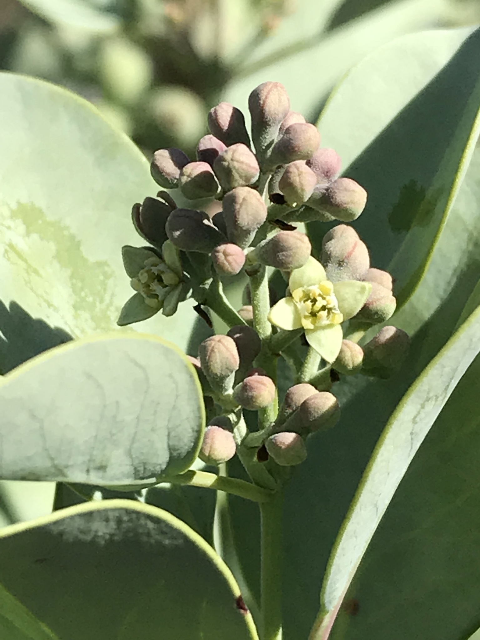Santalum ellipticum