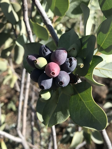 Santalum ellipticum