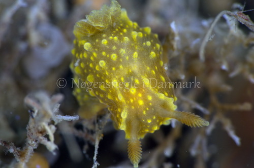 Rim-backed Nudibranch