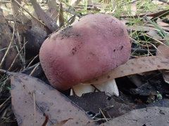 Russula kalimna