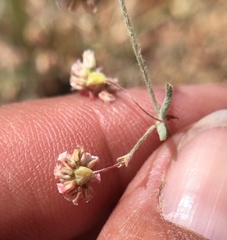 Eriogonum gracillimum