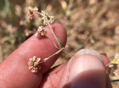 Eriogonum gracillimum
