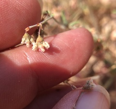 Eriogonum gracillimum