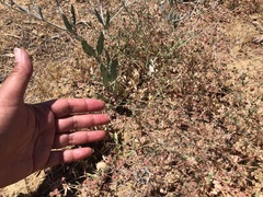 Eriogonum gracillimum