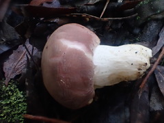 Russula kalimna