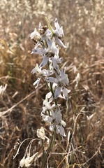 Delphinium gypsophilum