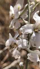 Delphinium gypsophilum