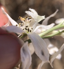 Delphinium gypsophilum