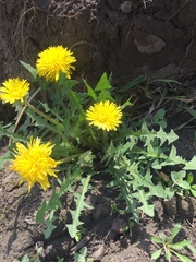 Taraxacum officinale