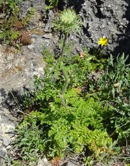 Daucus carota hispanicus