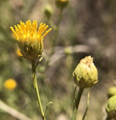 Eastwoodia elegans