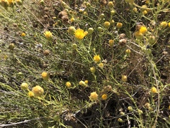Eastwoodia elegans