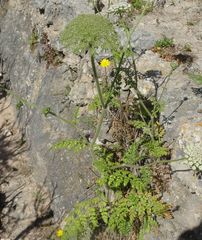 Daucus carota hispanicus