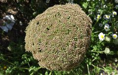 Daucus carota hispanicus