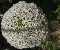 Daucus carota hispanicus