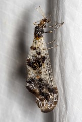 Periclystus circuiter