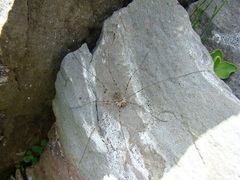 Mitopus glacialis