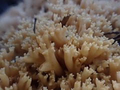 Ramaria pyrispora
