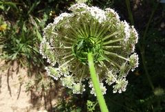 Daucus carota hispanicus