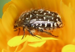 Oxythyrea funesta