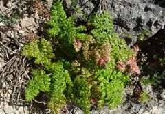 Daucus carota hispanicus