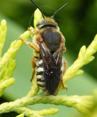 Rhodanthidium septemdentatum