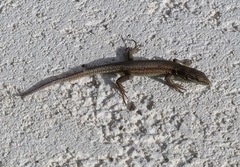 Podarcis muralis