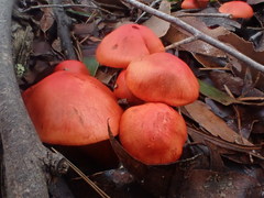 Cortinarius austrocinnabarinus