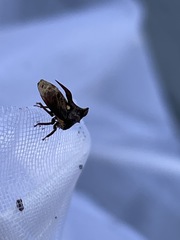 Acanthuchus trispinifer