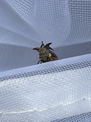 Acanthuchus trispinifer