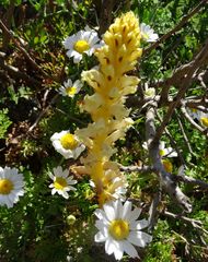 Orobanche iammonensis