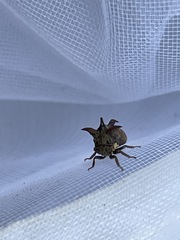 Acanthuchus trispinifer