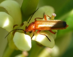 Rhagonycha fulva