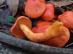 Cortinarius austrocinnabarinus