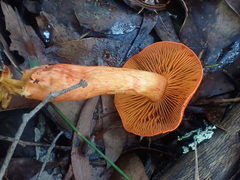 Cortinarius austrocinnabarinus