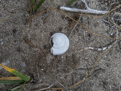 Helminthoglypta ayresiana