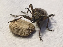Rhagium inquisitor