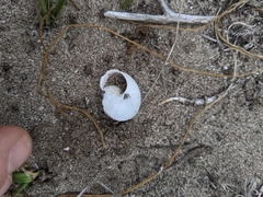 Helminthoglypta ayresiana