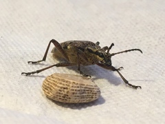 Rhagium inquisitor