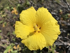 Hibiscus brackenridgei