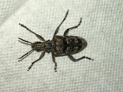 Rhagium inquisitor