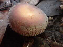 Russula kalimna