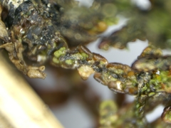 Frullania californica