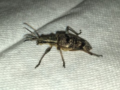 Rhagium inquisitor