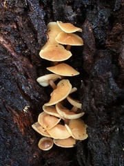 Collybia eucalyptorum