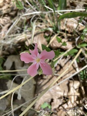 Phlox adsurgens